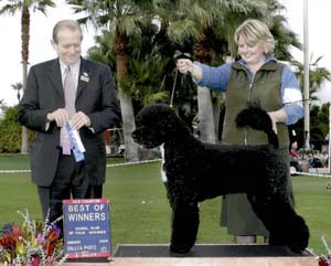 Aviators Tommy Bahama