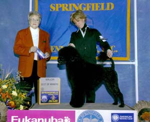 Aviators Tommy Bahama