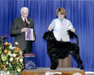 Aviators Tommy Bahama