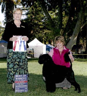 Aviators Tommy Bahama