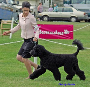 Aviators Tommy Bahama