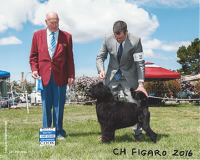 CH Aviators Figaro D'Avida 2016